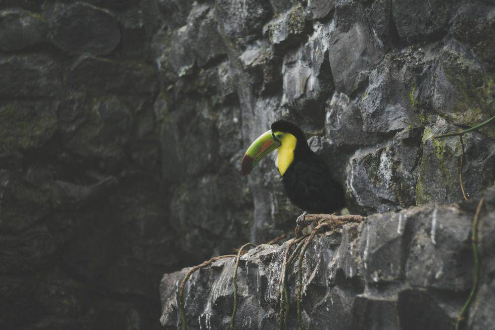 Keel-billed Toucan (unsplash.com/Diego PH)