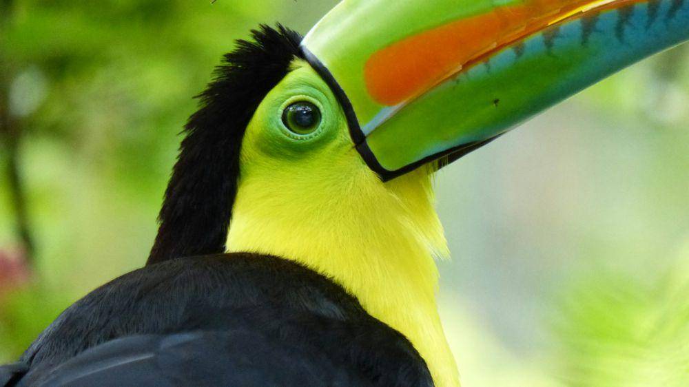 Keel-billed Toucan (unsplash.com/Javier Mazzeo)