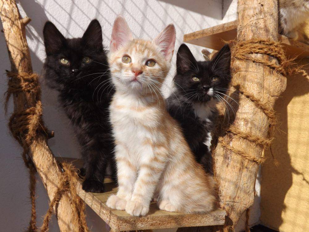 potret kucing kurilian bobtail (pixabay.com/Hanka Buchtová)