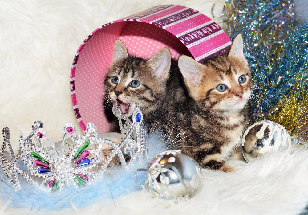 potret kucing kurilian bobtail (pixabay.com/AselesA)