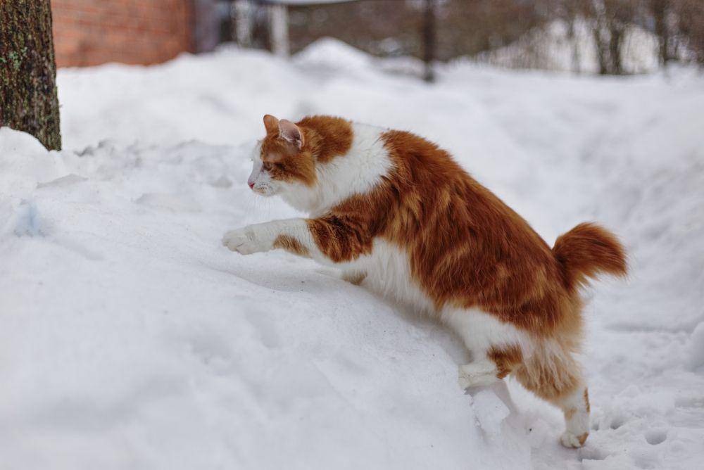 potret kucing kurilian bobtail (pixabay.com/lindarczyk)