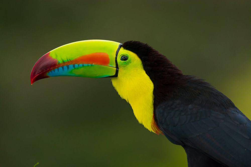 Keel-billed Toucan (pexels.com/Erick Arce)