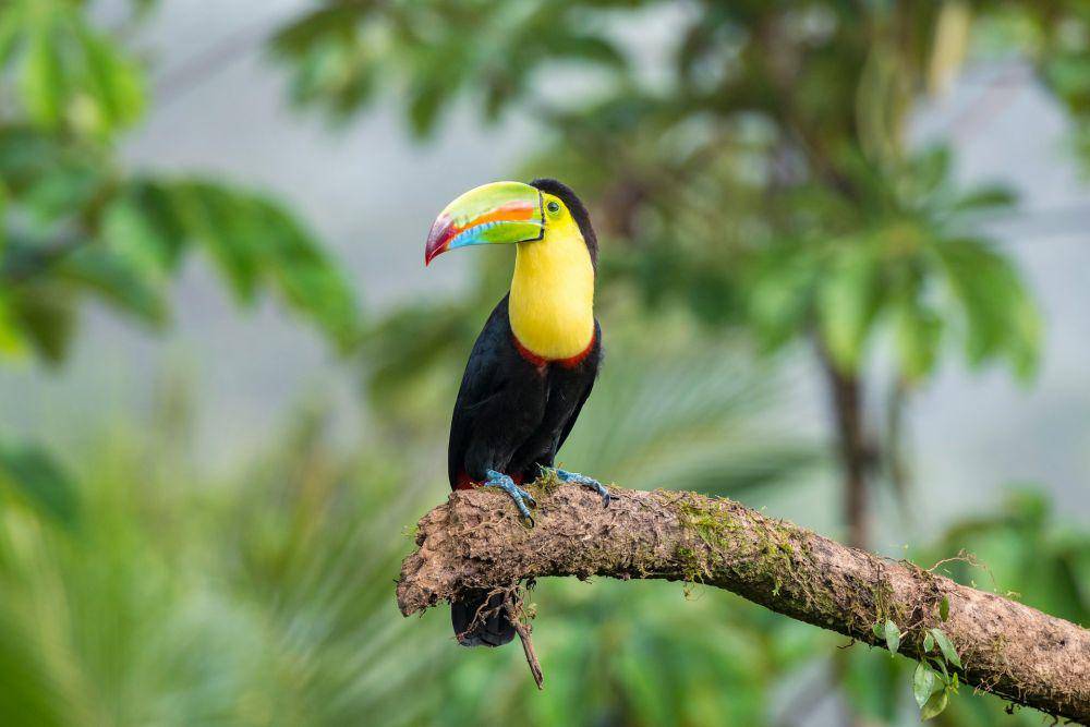Keel-billed Toucan (unsplash.com/Rico Meier)