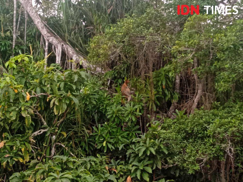 Suasana di Klias Wetland, Sabah. (IDN Times/Sandy Firdaus)