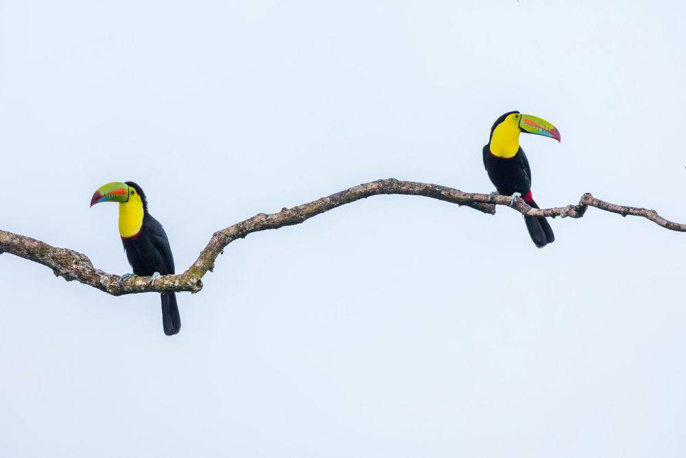 Keel-billed Toucan (unsplash.com/Zdeněk Macháček)