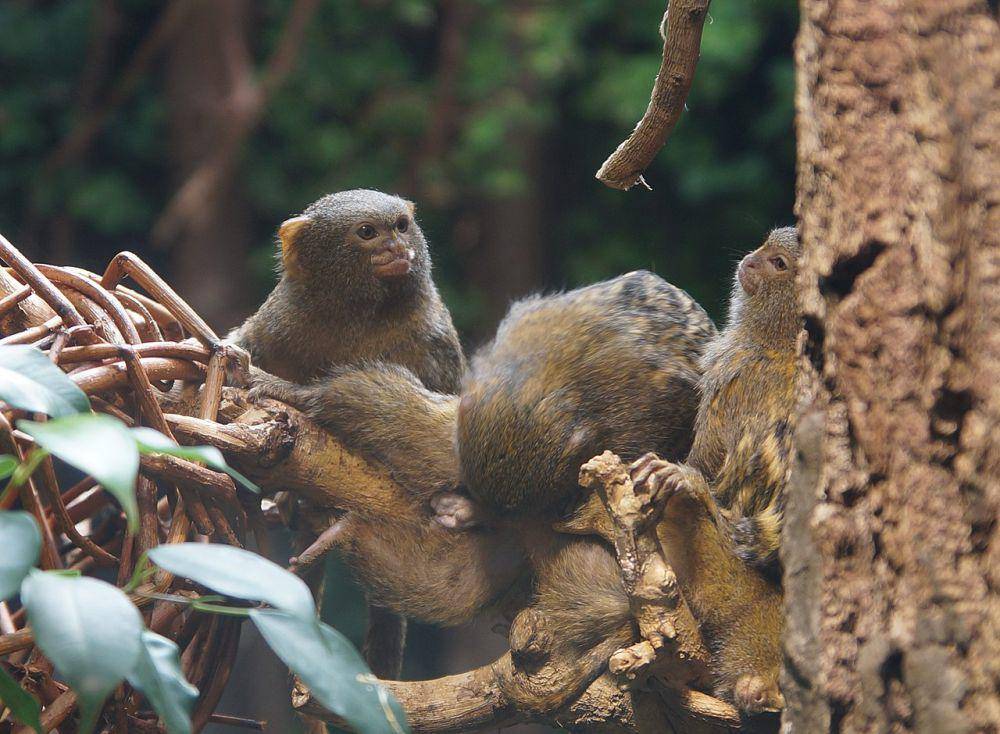 Monyet marmoset kerdil (commons.wikimedia.org/Maxim Bilovitskiy)