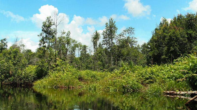 Hutan Rawa Gambut di Cagar Alam Gambut Katingan, Kalimantan Tengah. (flickr.com/James Anderson)