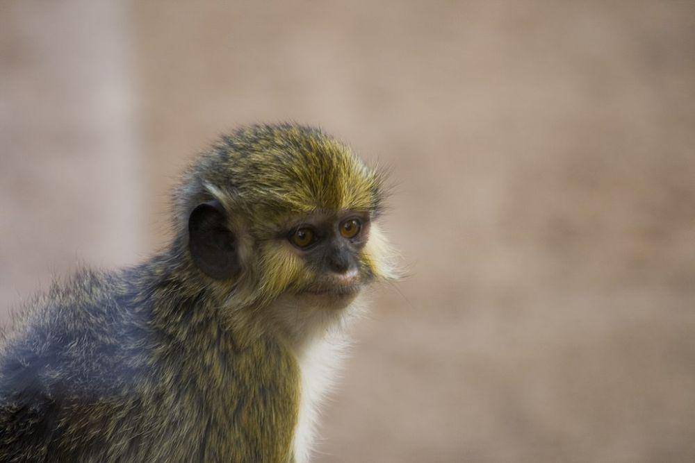 Monyet talapoin (commons.wikimedia.org/Gabriel Villena)