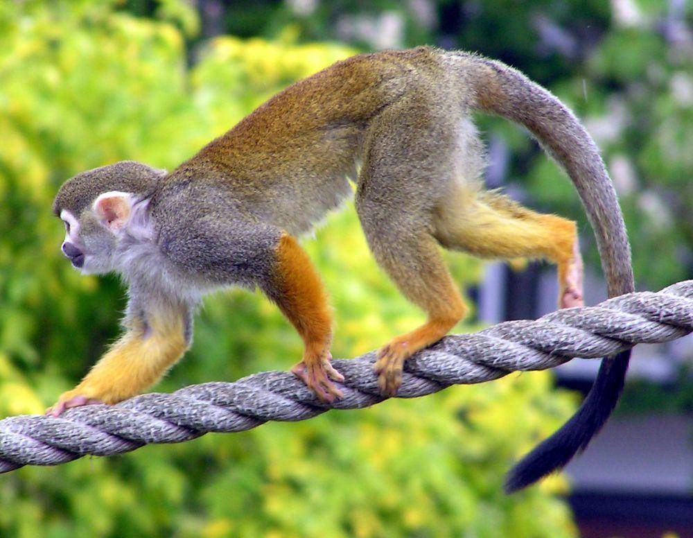 Monyet squirrel (commons.wikimedia.org/Adrian Pingstone)