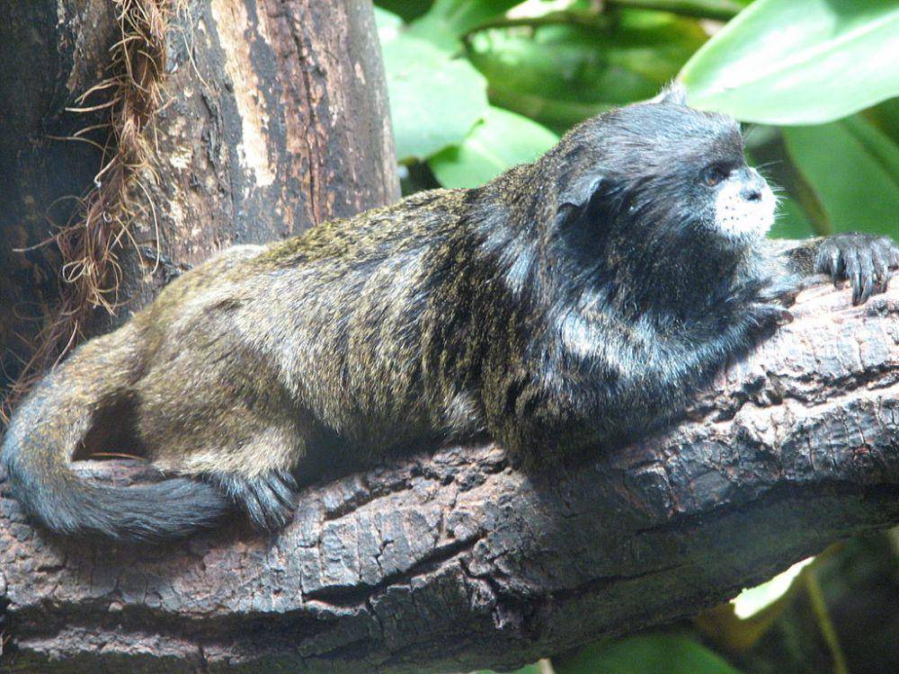 Monyet tamarin graells (commons.wikimedia.org/Mistvan)
