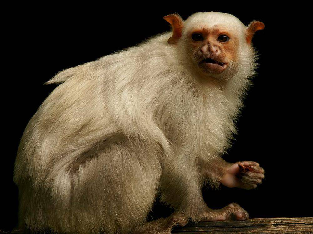 Monyet marmoset perak (commons.wikimedia.org/Hans Hillewaert)