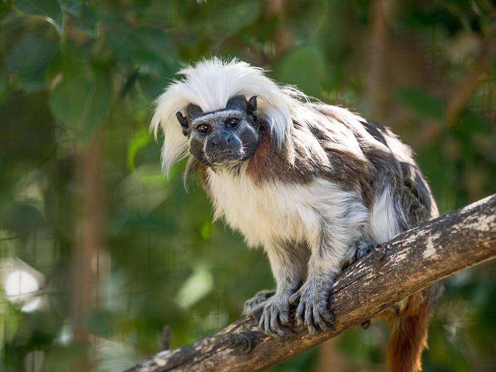 Monyet tamarin katun (commons.wikimedia.org/William Warb)