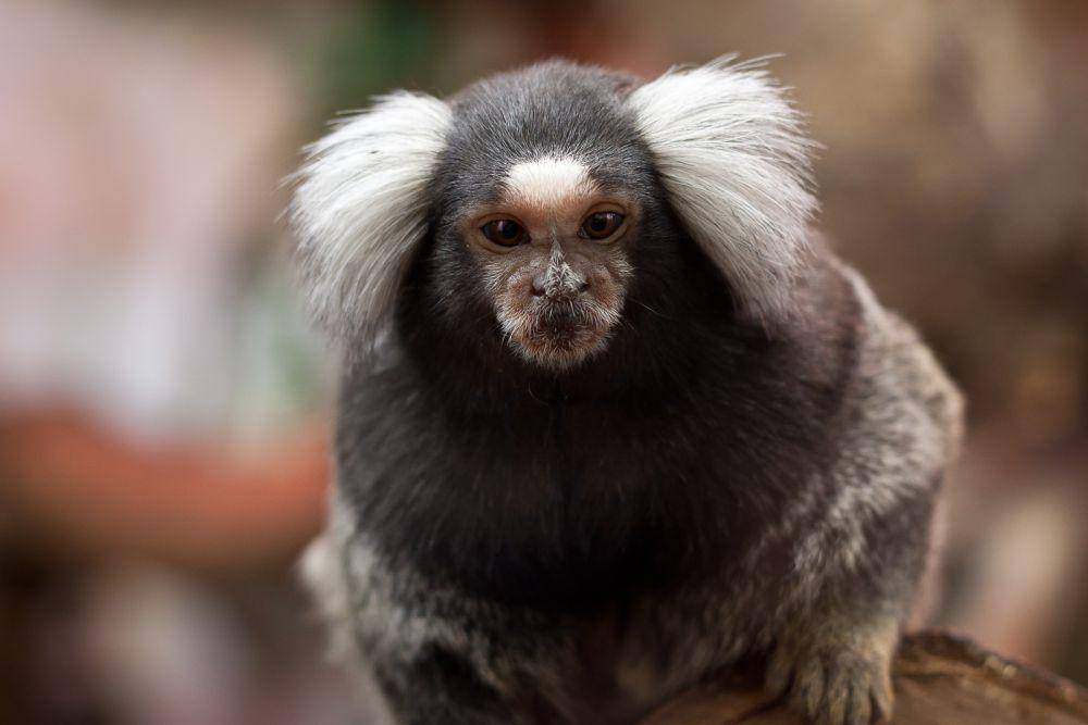 Monyet marmoset biasa (commons.wikimedia.org/Leszek Leszczynski)
