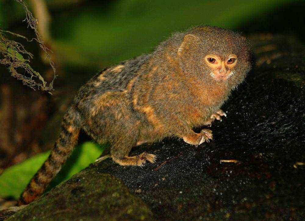 Monyet marmoset kerdil roosmalen (commons.wikimedia.org/Malene Thyssen)