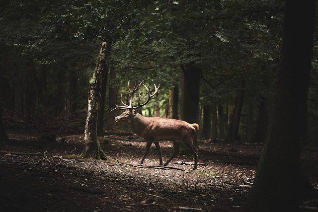 ilustrasi rusa (unsplash.com/Bruno Kelzer)