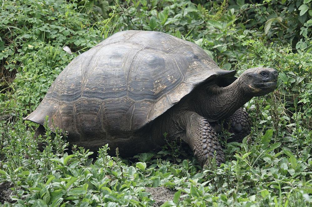 5 Hal Seputar Teori Evolusi yang Masih Sering Disalahpahami
