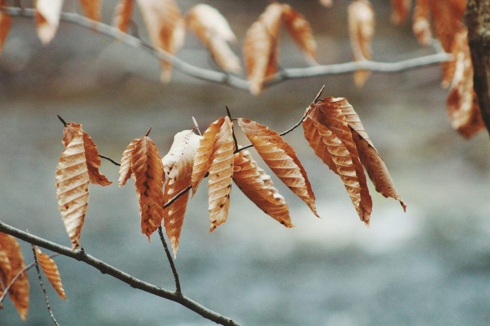 ilustrasi daun cokelat (unsplash.com/John Silliman)