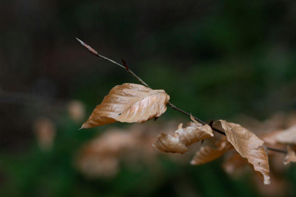 ilustrasi daun cokelat (unsplash.com/Matyas Prochy)