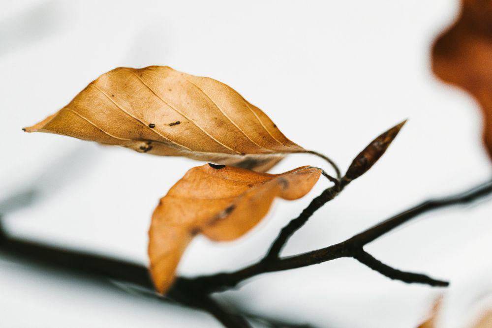 ilustrasi daun cokelat (unsplash.com/Natalia Rüdisüli)