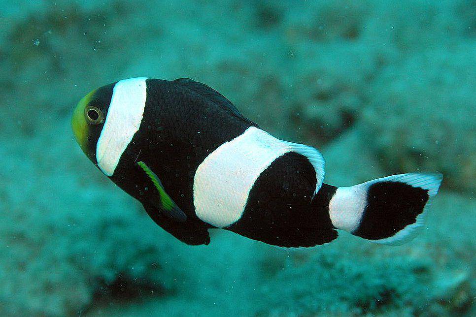 saddleback clownfish terlihat di perairan Sulawesi Utara, Indonesia (commons.wikimedia.org/Jens Petersen)
