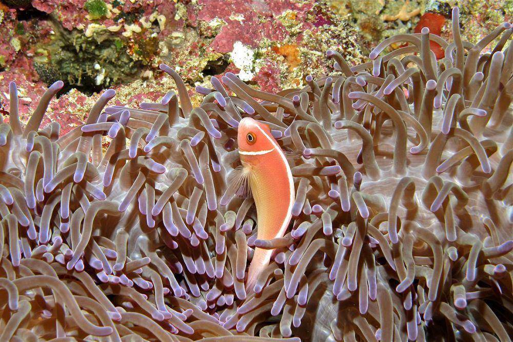 ikan giru merah muda atau pelet bergaris di antara anemon laut di Pulau Bunaken, Indonesia (commons.wikimedia.org/Bernard DUPONT)