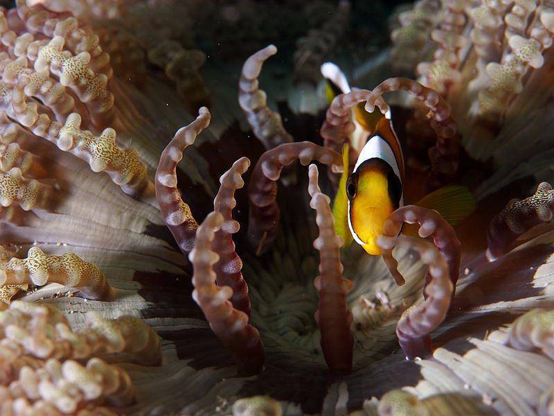 ikan giru gelang putih atau orange clownfish di atas mulut anemon laut di Lembeh, Indonesia (commons.wikimedia.org/Rickard Zerpe)