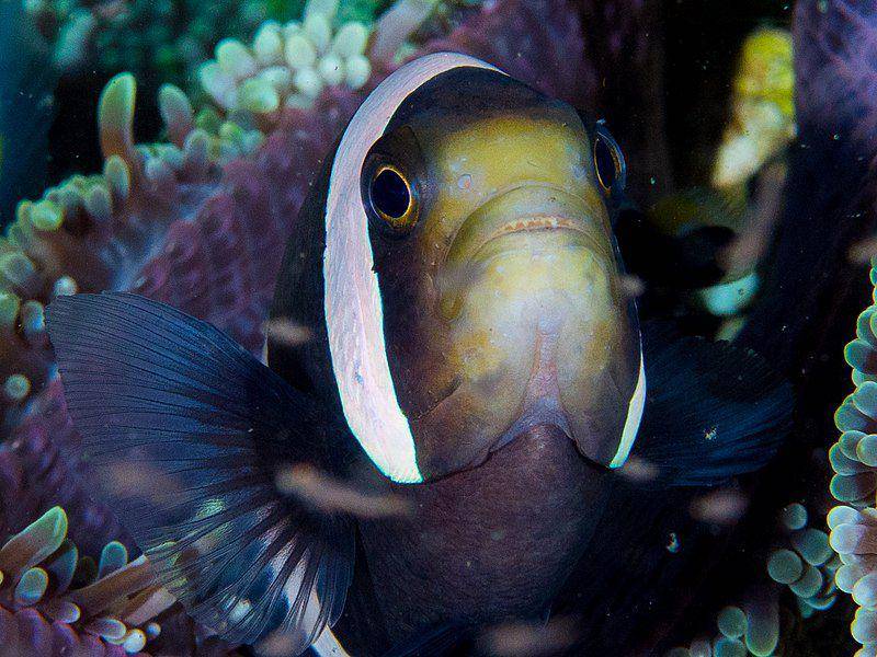 tampak dekat ikan polimas kuning atau giru ekor kuning (Clark's anemonefish) di Lembeh, Indonesia (commons.wikimedia.org/Rickard Zerpe)