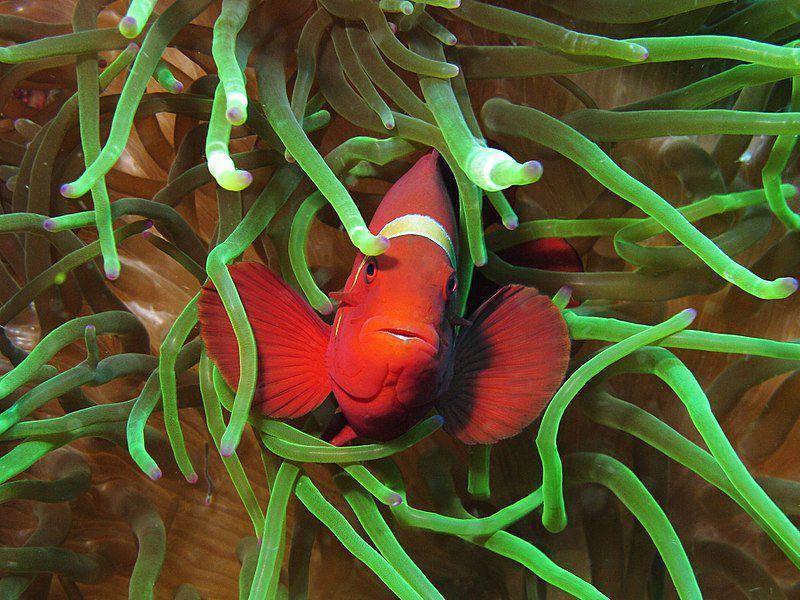 ikan balong padang atau maroon clownfish di Pulau Gili Lawalaut, Nusa Tenggara Timur, Indonesia (commons.wikimedia.org/Alexander Vasenin)