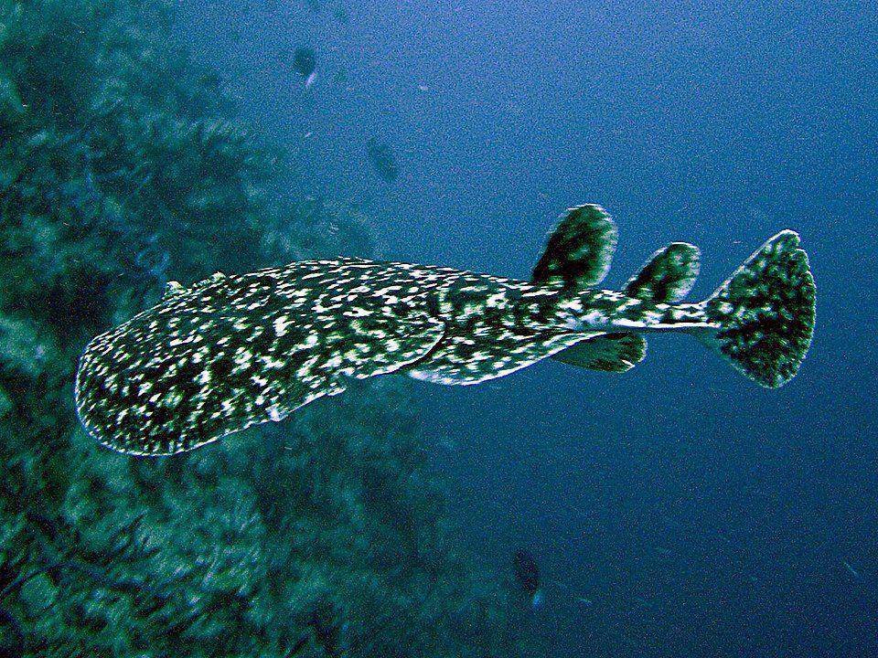 ilustrasi pari listrik di perairan laut dangkal (Wikimedia.org/Matthias Kleine)