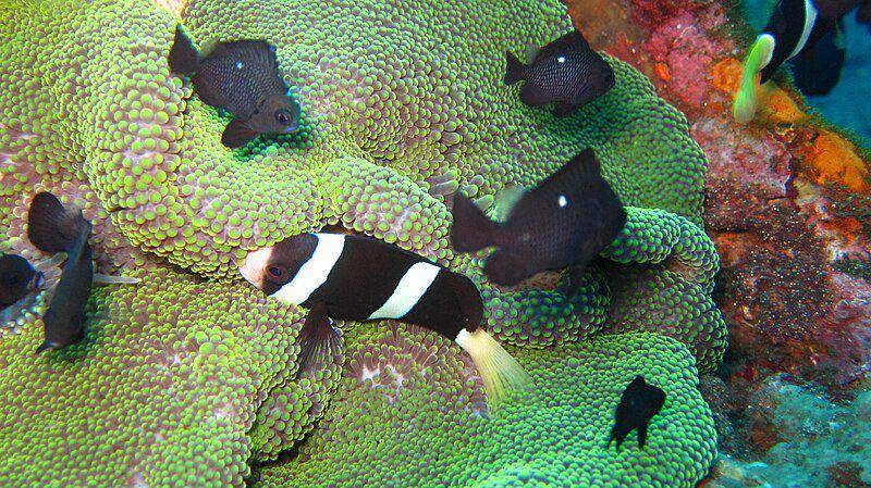 ikan polimas hitam atau sebae clownfish bersama sekelompok dakocan hitam di perairan Bali, Indonesia (commons.wikimedia.org/jeff~)