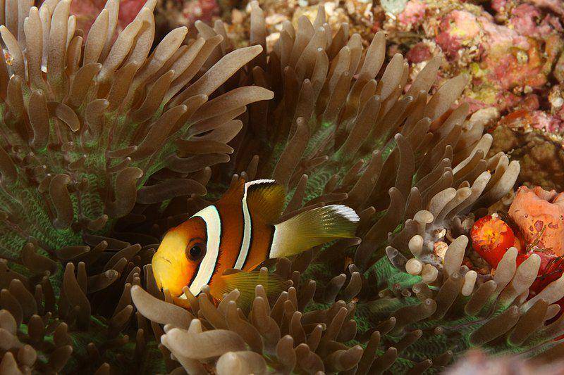 three-band anemonefish di Pulau Banda Naira, Maluku, Indonesia (commons.wikimedia.org/Emmanuel.BANO)