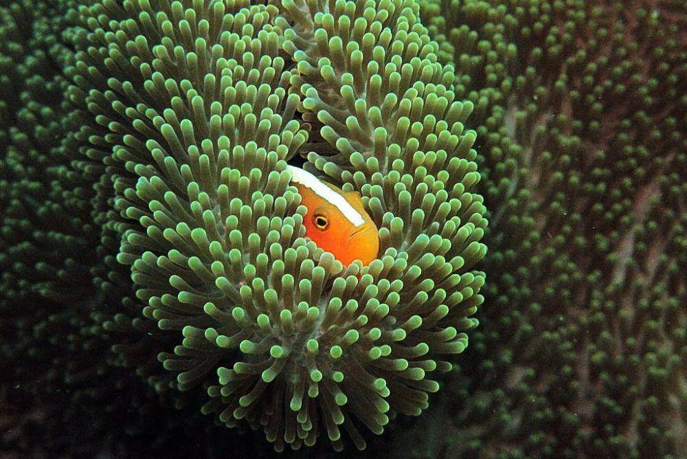 orange skunk clownfish terlihat bersembunyi di anemon laut Taman Nasional Bunaken, Indonesia (commons.wikimedia.org/Rizalubun)