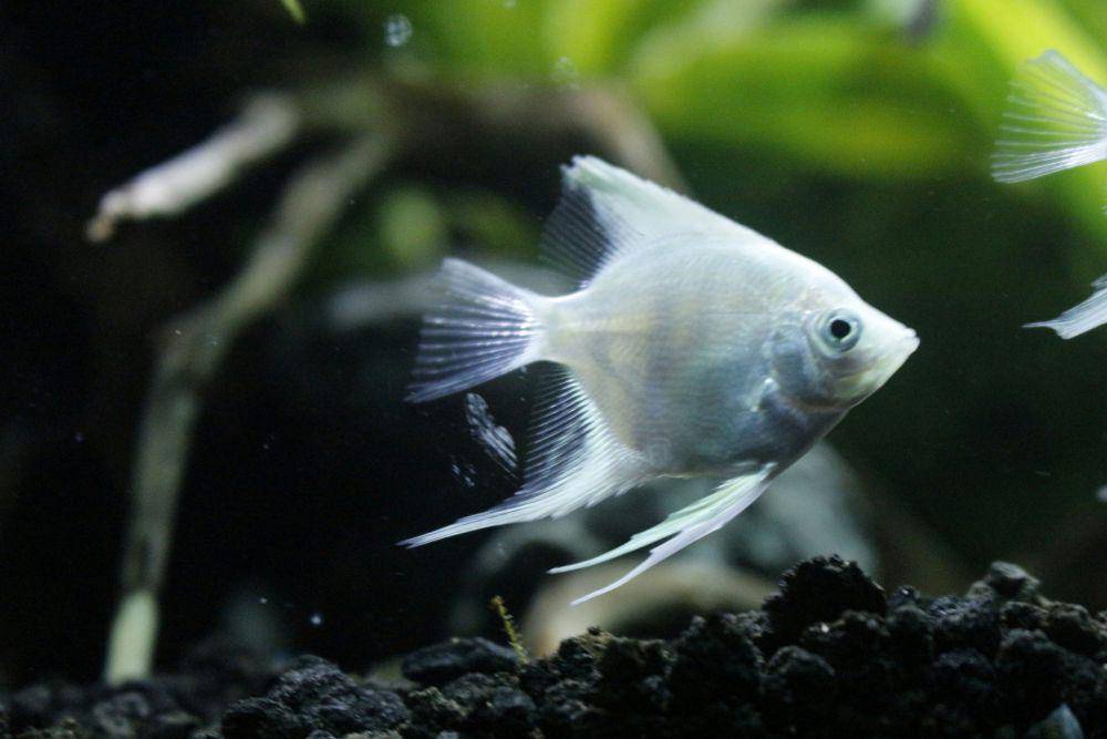 potret ikan manfish albino (unsplash.com/Nuri Hasanah)