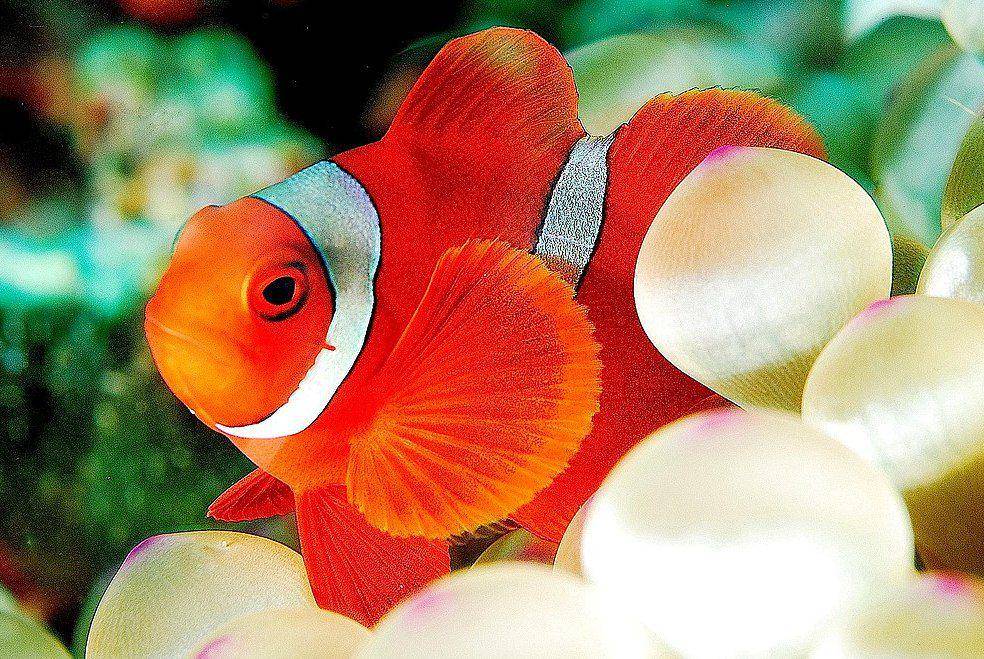 tampak dekat ikan balong padang atau maroon clownfish berusia remaja (commons.wikimedia.org/Jenny-JennyHuang)