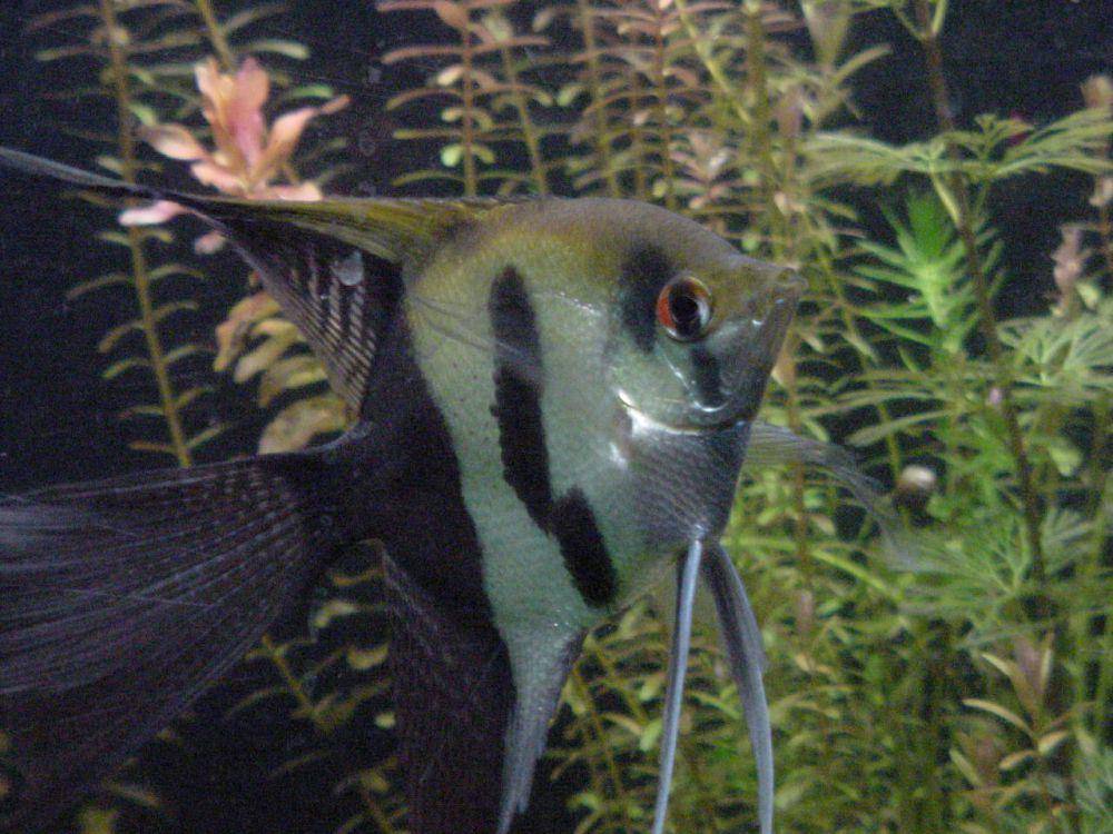 potret eksotik ikan manfish dari spesies Pterophyllum scalare yang memiliki bagian belakang tubuh berwarna hitam (halfblack veil) seolah memakai kerudung (commons.wikimedia.org/Neil916)