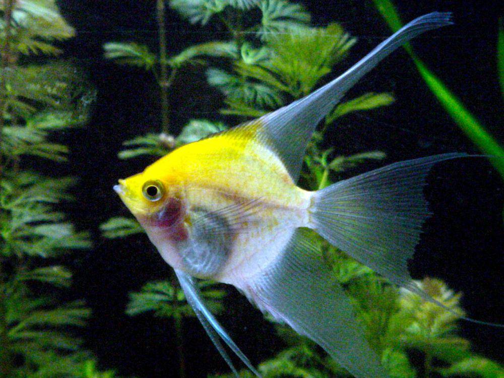 potret ikan manfish yang memiliki varian warna eksotik yang dijuluki "sunset blushing" (commons.wikimedia.org/Neil916)