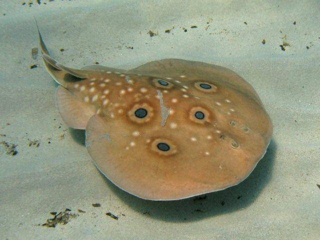 ilustrasi penampilan fisik pari listrik (Wikimedia.org/Roberto Pillon)