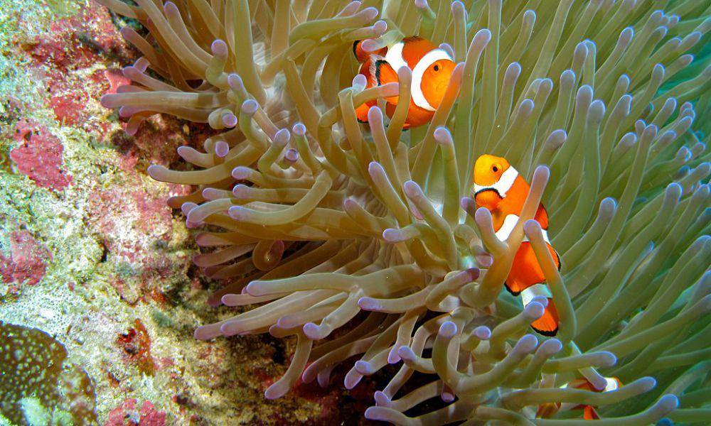 sepasang ikan giru ocellaris atau ocellaris anemonefish terlihat di Pulau Bunaken, Indonesia (commons.wikimedia.org/Bernard DUPONT)