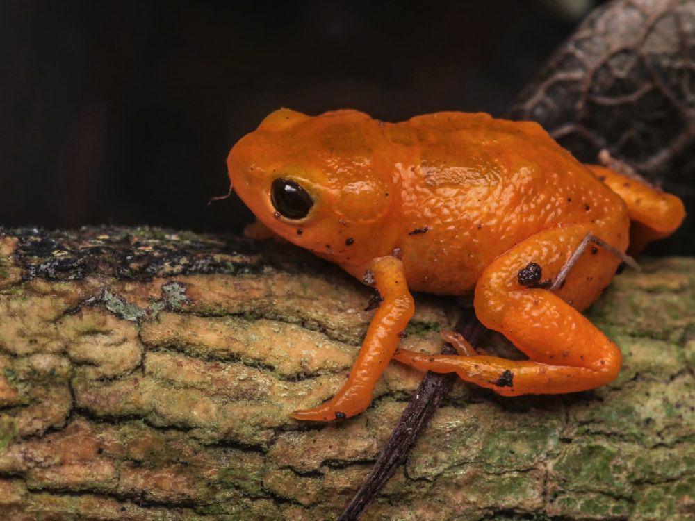 7 Fakta Unik Katak Labu, si Mungil yang Tak Pandai Melompat