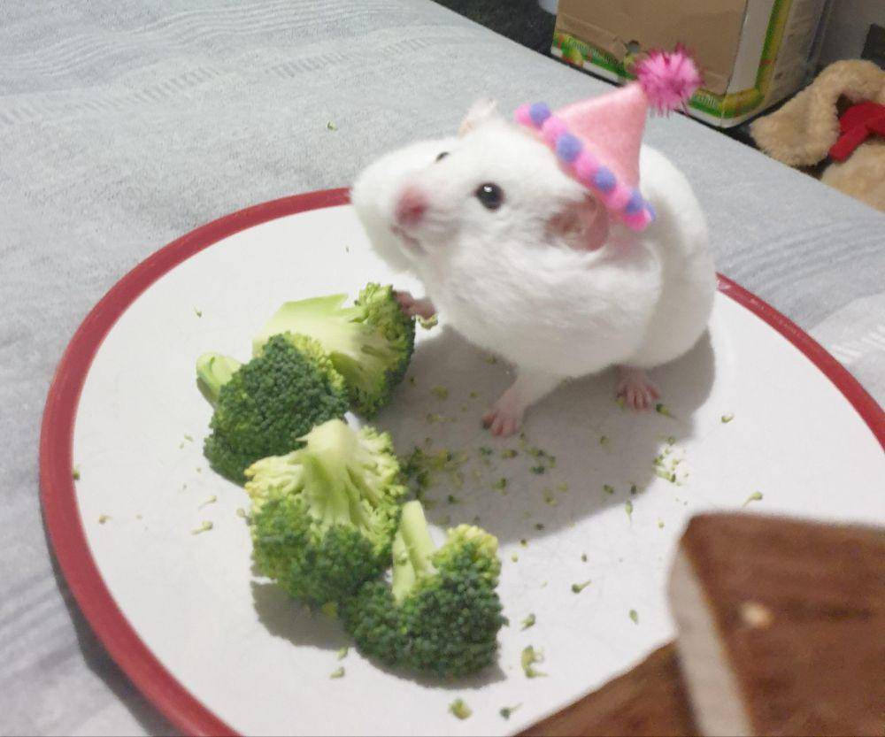 potret gemas hamster pakai topi (reddit.com/user/EmmaLou112)