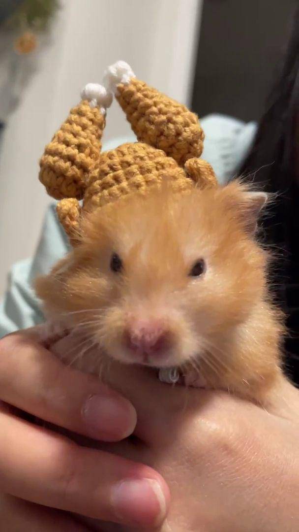 potret gemas hamster pakai topi (reddit.com/user/Meowonita)