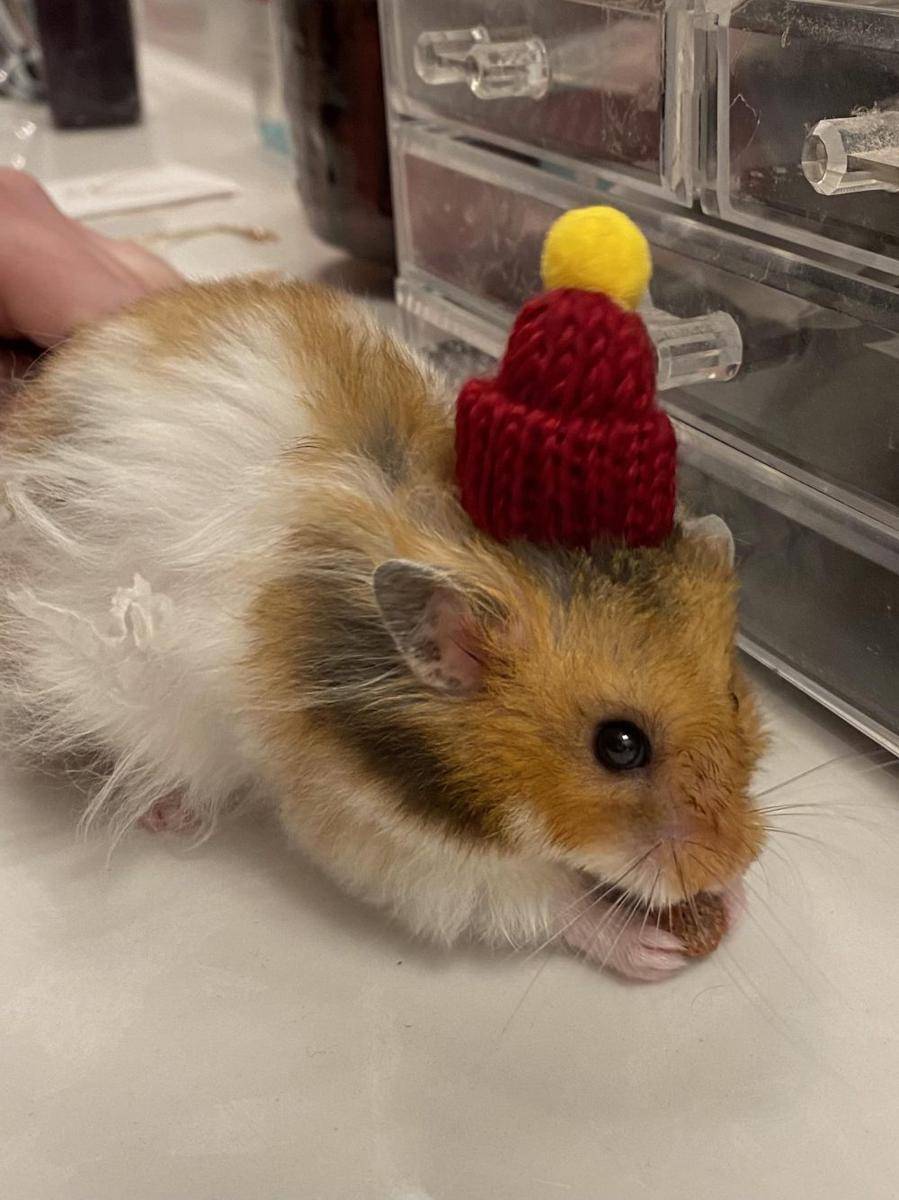 potret gemas hamster pakai topi (reddit.com/user/Charming_Lettuce)