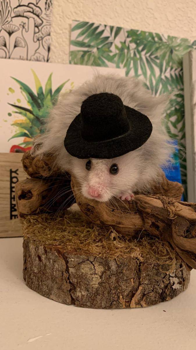 potret gemas hamster pakai topi (reddit.com/user/pinocalana_17)