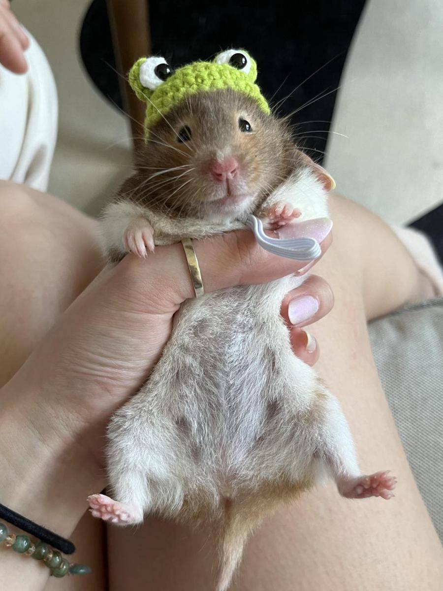 potret gemas hamster pakai topi (reddit.com/user/Volcanoir)