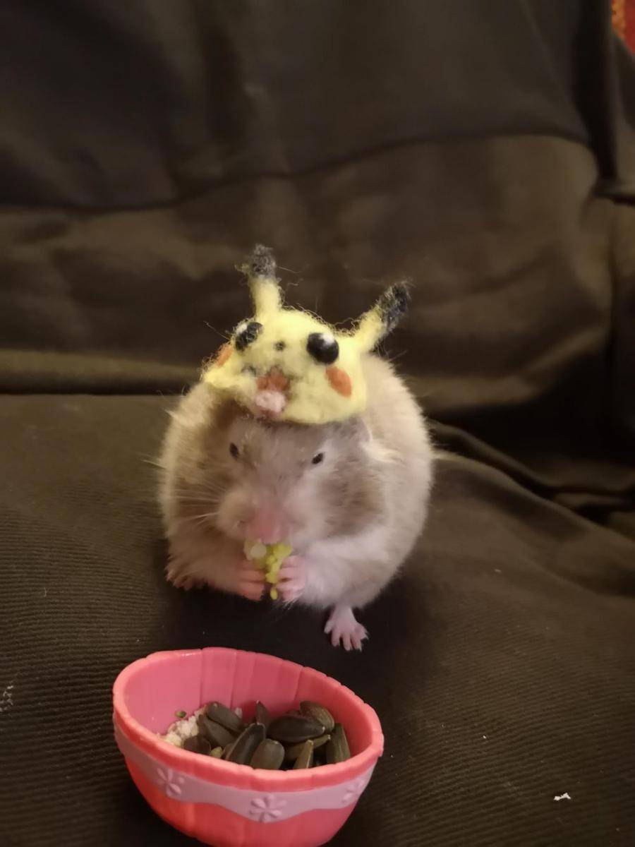 potret gemas hamster pakai topi (reddit.com/user/KassieKai)