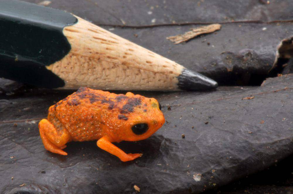 ilustrasi katak labu (alestlelive.com/Rick Essner)