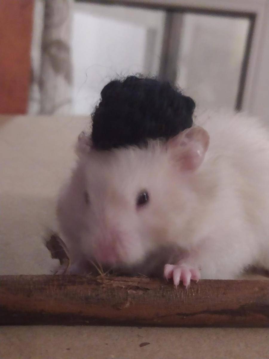 potret gemas hamster pakai topi (reddit.com/user/morganacarbonara)