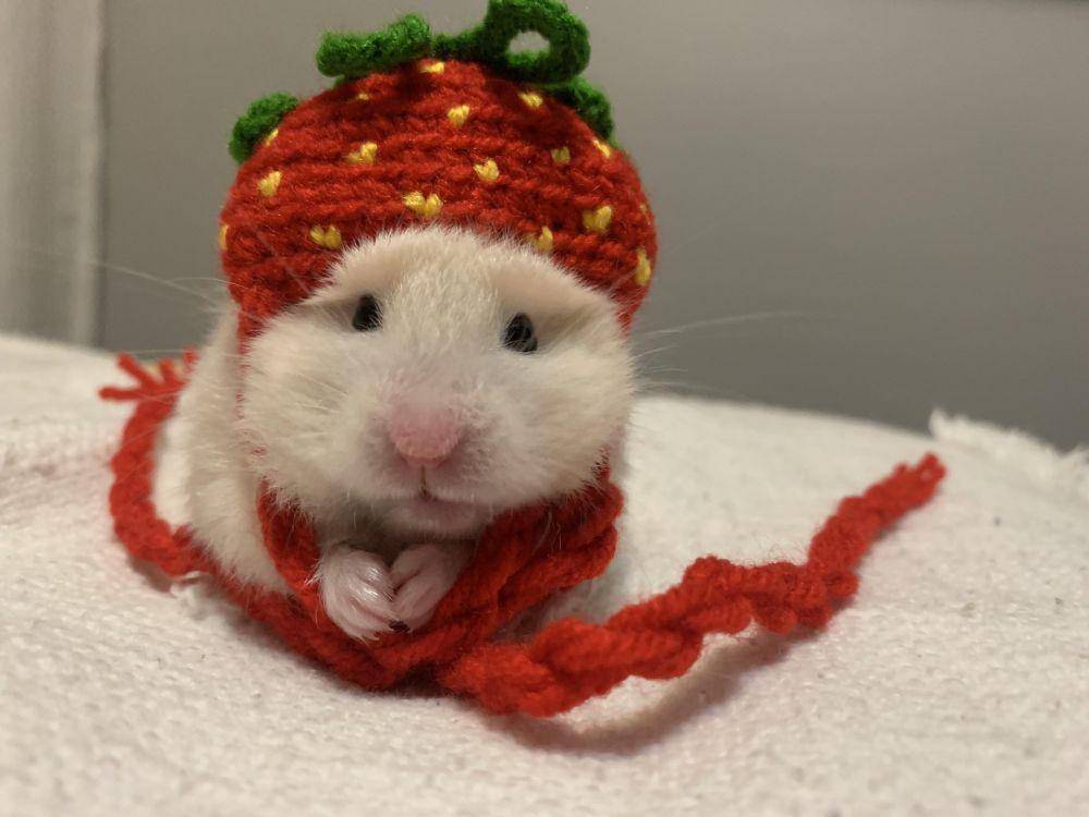 potret gemas hamster pakai topi (reddit.com/r/hamsters)