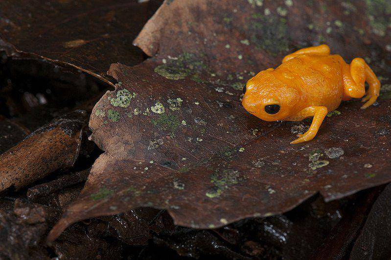 ilustrasi katak labu (wikimedia.org/Renato Augusto Martins)