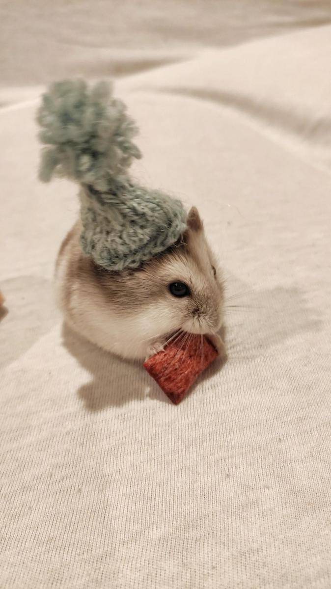 potret gemas hamster pakai topi (reddit.com/user/ingasofie)